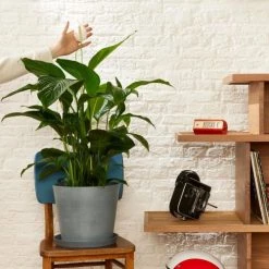 Flowy Plantes D'intérieur Et Fleurs D'intérieur Plante D'intérieur - Spathiphyllum 100 Cm En Pot Noir 7 Flowy Plantes D'intérieur Et Fleurs D'intérieur Plante D'intérieur - Spathiphyllum 100 Cm En Pot Noir -Plantes vertes Soldes plante d interieur spathiphyllum 100 cm en pot noir 1