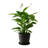 Flowy Plantes D'intérieur Et Fleurs D'intérieur Plante D'intérieur - Spathiphyllum 100 Cm En Pot Noir