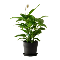 Flowy Plantes D'intérieur Et Fleurs D'intérieur Plante D'intérieur - Spathiphyllum 100 Cm En Pot Noir