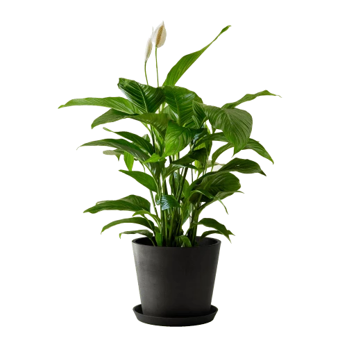 Flowy Plantes D'intérieur Et Fleurs D'intérieur Plante D'intérieur - Spathiphyllum 100 Cm En Pot Noir 1 Flowy Plantes D'intérieur Et Fleurs D'intérieur Plante D'intérieur - Spathiphyllum 100 Cm En Pot Noir