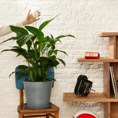 Flowy Plantes D'intérieur Et Fleurs D'intérieur Plante D'intérieur - Spathiphyllum 100 Cm En Pot Terra 3 Flowy Plantes D'intérieur Et Fleurs D'intérieur Plante D'intérieur - Spathiphyllum 100 Cm En Pot Terra – Image 3