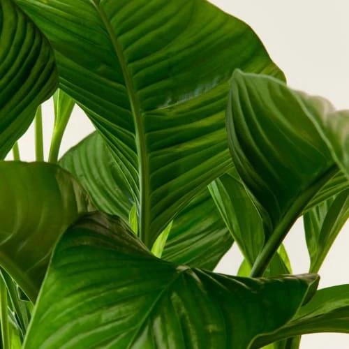 Flowy Plantes D'intérieur Et Fleurs D'intérieur Plante D'intérieur - Spathiphyllum 100 Cm En Pot Terra 4 Flowy Plantes D'intérieur Et Fleurs D'intérieur Plante D'intérieur - Spathiphyllum 100 Cm En Pot Terra – Image 4