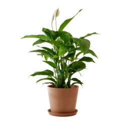 Flowy Plantes D'intérieur Et Fleurs D'intérieur Plante D'intérieur - Spathiphyllum 100 Cm En Pot Terra