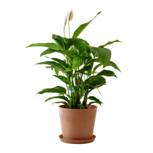 Flowy Plantes D'intérieur Et Fleurs D'intérieur Plante D'intérieur - Spathiphyllum 100 Cm En Pot Terra 1 Flowy Plantes D'intérieur Et Fleurs D'intérieur Plante D'intérieur - Spathiphyllum 100 Cm En Pot Terra