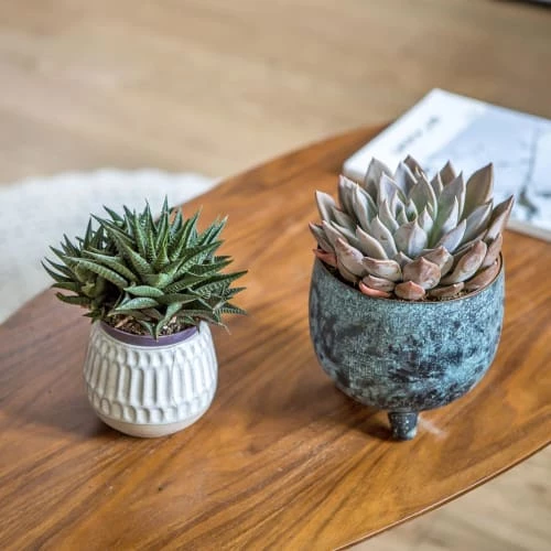 Réconciliation Végétale Plantes D'intérieur Et Fleurs D'intérieur Plante D'intérieur Succulente Facile D'entretien - Lot De 2 2 Réconciliation Végétale Plantes D'intérieur Et Fleurs D'intérieur Plante D'intérieur Succulente Facile D'entretien - Lot De 2 – Image 2