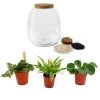Flowy Plantes D'intérieur Et Fleurs D'intérieur Plante D'intérieur - Terrarium De 3 Plantes