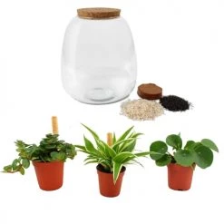 Flowy Plantes D'intérieur Et Fleurs D'intérieur Plante D'intérieur - Terrarium De 3 Plantes