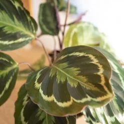 Réconciliation Végétale Plantes D'intérieur Et Fleurs D'intérieur Plante D'intérieur Tropicale Calathea Avec Cache-pot 7 Réconciliation Végétale Plantes D'intérieur Et Fleurs D'intérieur Plante D'intérieur Tropicale Calathea Avec Cache-pot -Plantes vertes Soldes plante d interieur tropicale calathea avec cache pot 3