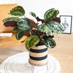 Réconciliation Végétale Plantes D'intérieur Et Fleurs D'intérieur Plante D'intérieur Tropicale Calathea Avec Cache-pot 8 Réconciliation Végétale Plantes D'intérieur Et Fleurs D'intérieur Plante D'intérieur Tropicale Calathea Avec Cache-pot -Plantes vertes Soldes plante d interieur tropicale calathea avec cache pot 4