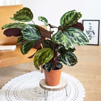 Réconciliation Végétale Plantes D'intérieur Et Fleurs D'intérieur Plante D'intérieur Tropicale Calathea Avec Cache-pot 5 Réconciliation Végétale Plantes D'intérieur Et Fleurs D'intérieur Plante D'intérieur Tropicale Calathea Avec Cache-pot – Image 5
