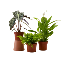 Flowy Plantes D'intérieur Et Fleurs D'intérieur Plante D'intérieur X3 - Spathiphyllum, Musa, Nephrolepis