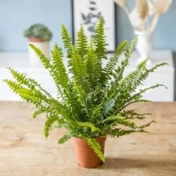 Réconciliation Végétale Plantes D'intérieur Et Fleurs D'intérieur Plante Dépolluante Fougère De Boston Avec Cache-pot 9 Réconciliation Végétale Plantes D'intérieur Et Fleurs D'intérieur Plante Dépolluante Fougère De Boston Avec Cache-pot -Plantes vertes Soldes plante depolluante fougere de boston sans cache pot