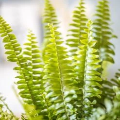 Réconciliation Végétale Plantes D'intérieur Et Fleurs D'intérieur Plante Dépolluante Fougère De Boston Sans Cache-pot -Plantes vertes Soldes plante depolluante fougere de boston sans cache pot 3
