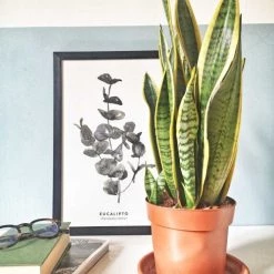 Réconciliation Végétale Plantes D'intérieur Et Fleurs D'intérieur Plante Dépolluante Sans Cache-pot -Plantes vertes Soldes plante depolluante sans cache pot 2