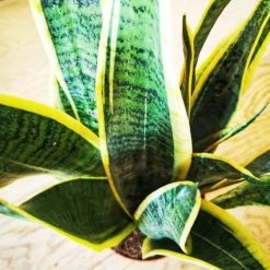 Réconciliation Végétale Plantes D'intérieur Et Fleurs D'intérieur Plante Dépolluante Sans Cache-pot -Plantes vertes Soldes plante depolluante sans cache pot 3