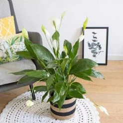 Réconciliation Végétale Plantes D'intérieur Et Fleurs D'intérieur Plante Fleur De Lune Avec Cache-pot