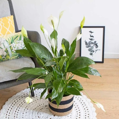 Réconciliation Végétale Plantes D'intérieur Et Fleurs D'intérieur Plante Fleur De Lune Avec Cache-pot 1 Réconciliation Végétale Plantes D'intérieur Et Fleurs D'intérieur Plante Fleur De Lune Avec Cache-pot