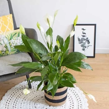 Réconciliation Végétale Plantes D'intérieur Et Fleurs D'intérieur Plante Fleur De Lune Avec Cache-pot 4 Réconciliation Végétale Plantes D'intérieur Et Fleurs D'intérieur Plante Fleur De Lune Avec Cache-pot – Image 4