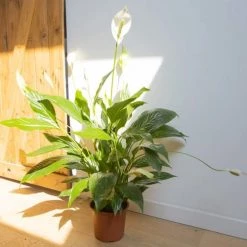 Réconciliation Végétale Plantes D'intérieur Et Fleurs D'intérieur Plante Fleur De Lune Sans Cache-pot -Plantes vertes Soldes plante fleur de lune sans cache pot 2