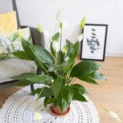 Réconciliation Végétale Plantes D'intérieur Et Fleurs D'intérieur Plante Fleur De Lune Avec Cache-pot 9 Réconciliation Végétale Plantes D'intérieur Et Fleurs D'intérieur Plante Fleur De Lune Avec Cache-pot -Plantes vertes Soldes plante fleur de lune sans cache pot 4