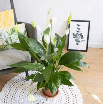 Réconciliation Végétale Plantes D'intérieur Et Fleurs D'intérieur Plante Fleur De Lune Avec Cache-pot 5 Réconciliation Végétale Plantes D'intérieur Et Fleurs D'intérieur Plante Fleur De Lune Avec Cache-pot – Image 5