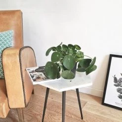 Réconciliation Végétale Plantes D'intérieur Et Fleurs D'intérieur Plante Porte Bonheur Sans Cache-pot 7 Réconciliation Végétale Plantes D'intérieur Et Fleurs D'intérieur Plante Porte Bonheur Sans Cache-pot -Plantes vertes Soldes plante porte bonheur sans cache pot 2