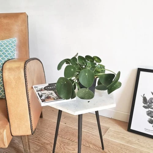 Réconciliation Végétale Plantes D'intérieur Et Fleurs D'intérieur Plante Porte Bonheur Sans Cache-pot 3 Réconciliation Végétale Plantes D'intérieur Et Fleurs D'intérieur Plante Porte Bonheur Sans Cache-pot – Image 3