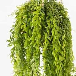 Réconciliation Végétale Plantes D'intérieur Et Fleurs D'intérieur Plante Pour Suspension Sans Cache-pot -Plantes vertes Soldes plante pour suspension sans cache pot 2