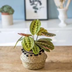 Réconciliation Végétale Plantes D'intérieur Et Fleurs D'intérieur Plante Prière Avec Cache-pot -Plantes vertes Soldes plante priere avec cache pot 3