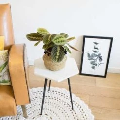 Réconciliation Végétale Plantes D'intérieur Et Fleurs D'intérieur Plante Prière Avec Cache-pot -Plantes vertes Soldes plante priere avec cache pot 4