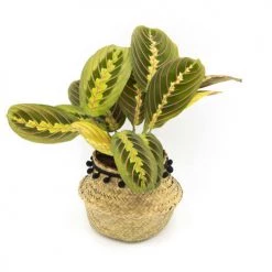 Réconciliation Végétale Plantes D'intérieur Et Fleurs D'intérieur Plante Prière Sans Cache-pot -Plantes vertes Soldes plante priere sans cache pot 3