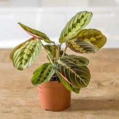 Réconciliation Végétale Plantes D'intérieur Et Fleurs D'intérieur Plante Prière Sans Cache-pot -Plantes vertes Soldes plante priere sans cache pot 5