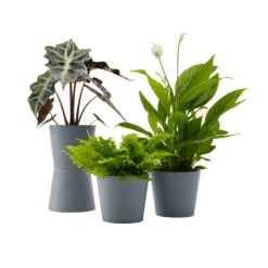 Flowy Plantes D'intérieur Et Fleurs D'intérieur Plante - Spathiphyllum, Bananier, Nephrolepis Pot Bleu Gris