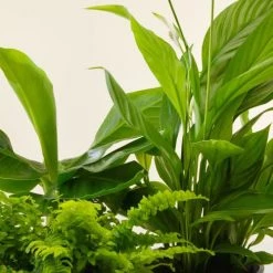 Flowy Plantes D'intérieur Et Fleurs D'intérieur Plante - Spathiphyllum, Bananier, Nephrolepis Pot Bleu Nuit -Plantes vertes Soldes plante spathiphyllum bananier nephrolepis pot bleu nuit 2