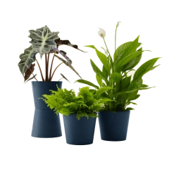 Flowy Plantes D'intérieur Et Fleurs D'intérieur Plante - Spathiphyllum, Bananier, Nephrolepis Pot Bleu Nuit