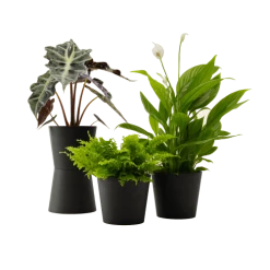 Flowy Plantes D'intérieur Et Fleurs D'intérieur Plante - Spathiphyllum, Bananier, Nephrolepis Pot Noir