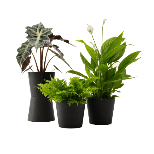 Flowy Plantes D'intérieur Et Fleurs D'intérieur Plante - Spathiphyllum, Bananier, Nephrolepis Pot Noir 1 Flowy Plantes D'intérieur Et Fleurs D'intérieur Plante - Spathiphyllum, Bananier, Nephrolepis Pot Noir