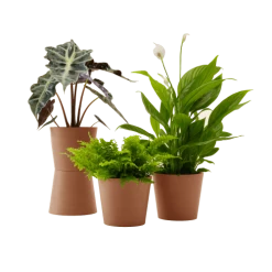 Flowy Plantes D'intérieur Et Fleurs D'intérieur Plante - Spathiphyllum, Bananier, Nephrolepis Pot Terra