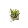 Wall Flower Plantes D'intérieur Et Fleurs D'intérieur Poche Recharge Plantes Vivantes Pour Cadre Végétal Wallflower 31 X 31