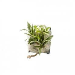 Wall Flower Plantes D'intérieur Et Fleurs D'intérieur Poche Recharge Plantes Vivantes Pour Cadre Végétal Wallflower 31 X 31