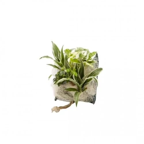 Wall Flower Plantes D'intérieur Et Fleurs D'intérieur Poche Recharge Plantes Vivantes Pour Cadre Végétal Wallflower 31 X 31 1 Wall Flower Plantes D'intérieur Et Fleurs D'intérieur Poche Recharge Plantes Vivantes Pour Cadre Végétal Wallflower 31 X 31