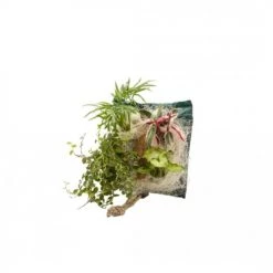 Wall Flower Plantes D'intérieur Et Fleurs D'intérieur Poche Recharge Plantes Vivantes Pour Cadre Végétal Wallflower 31 X 31