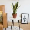 Réconciliation Végétale Plantes D'intérieur Et Fleurs D'intérieur Sansevieria Ou Langue De Belle Mère Sans Cache-pot
