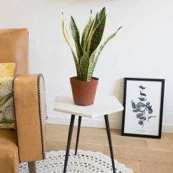 Réconciliation Végétale Plantes D'intérieur Et Fleurs D'intérieur Sansevieria Ou Langue De Belle Mère Sans Cache-pot