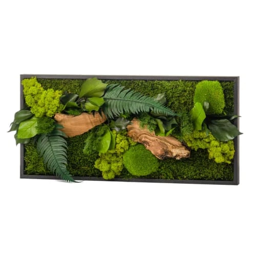 Naturalys Plantes D'intérieur Et Fleurs D'intérieur Tableau Végétal Rectangle Noir 27x57cm 1 Naturalys Plantes D'intérieur Et Fleurs D'intérieur Tableau Végétal Rectangle Noir 27x57cm