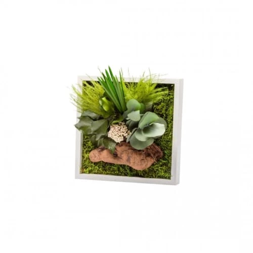 Naturalys Plantes D'intérieur Et Fleurs D'intérieur Tableau Végétal Stabilisé Nature Carré 20 X 20 Cm 1 Naturalys Plantes D'intérieur Et Fleurs D'intérieur Tableau Végétal Stabilisé Nature Carré 20 X 20 Cm