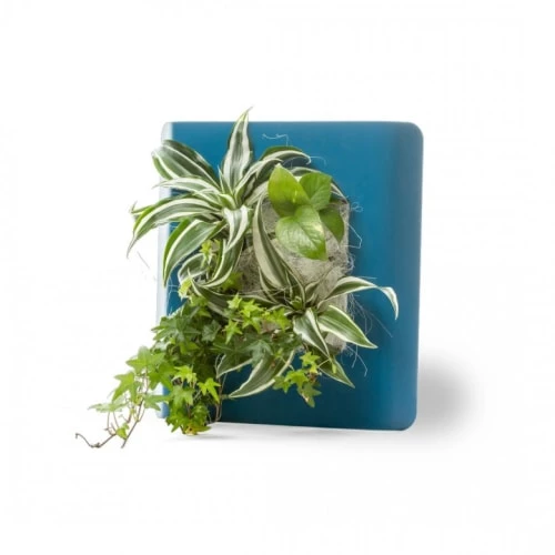Wall Flower Plantes D'intérieur Et Fleurs D'intérieur Tableau Végétalisé S Métal édition Bleu 34x32cm 1 Wall Flower Plantes D'intérieur Et Fleurs D'intérieur Tableau Végétalisé S Métal édition Bleu 34x32cm