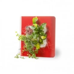 Wall Flower Plantes D'intérieur Et Fleurs D'intérieur Tableau Végétalisé S Métal édition Gris 34x32cm -Plantes vertes Soldes tableau vegetalise s metal edition rouge 34x32cm 8