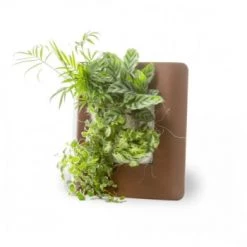 Wall Flower Plantes D'intérieur Et Fleurs D'intérieur Tableau Végétalisé S Métal édition Rose Pastel 34x32cm 11 Wall Flower Plantes D'intérieur Et Fleurs D'intérieur Tableau Végétalisé S Métal édition Rose Pastel 34x32cm -Plantes vertes Soldes tableau vegetalise s metal edition rouille 34x32cm 2