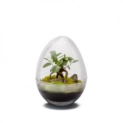 Naturalys Plantes D'intérieur Et Fleurs D'intérieur Terrarium Kit Diplo M